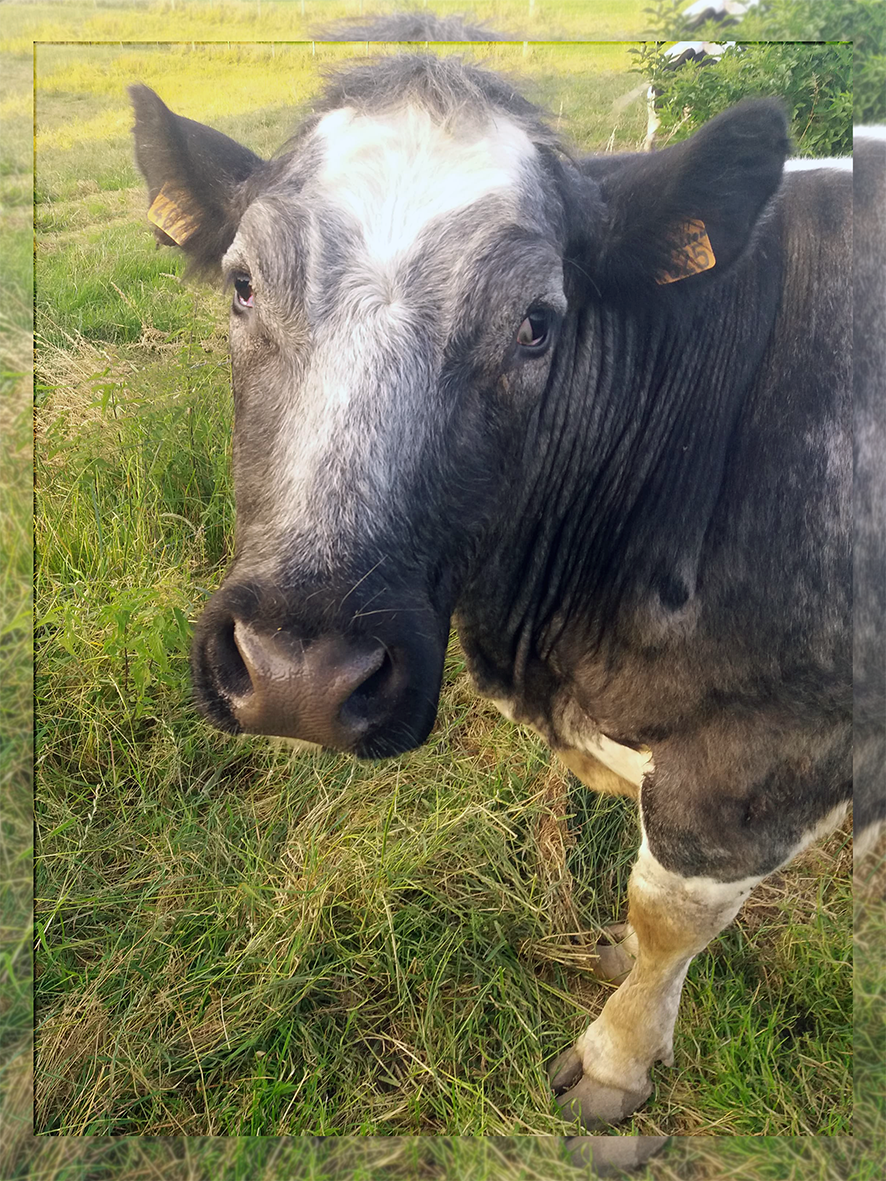 La vache du véganisme
